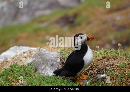 Papageitaucher auf den Skellig Inseln Stockfoto