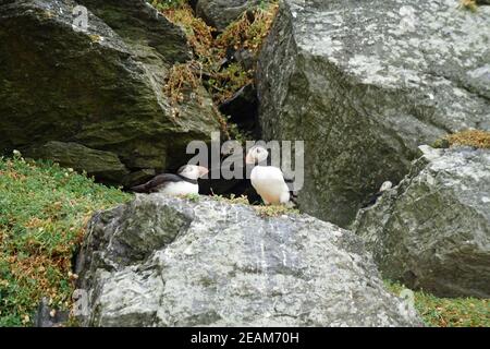 Papageitaucher auf den Skellig Inseln Stockfoto