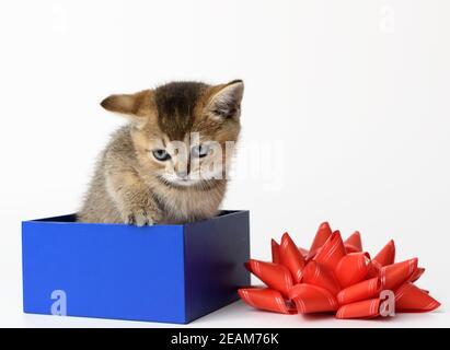 Niedliches Kätzchen der Rasse Schottische goldene Chinchilla sitzt gerade In einer blauen Geschenkbox Stockfoto