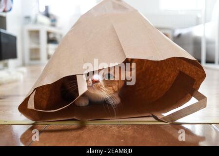 Hauskatze, die zu Hause in einer Papiertüte liegt. Stockfoto