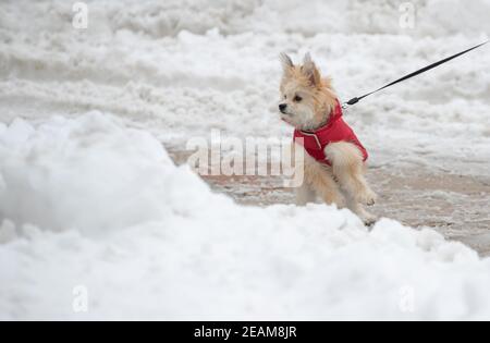 Bielefeld, Deutschland. Februar 2021, 10th. Ein kleiner Hund mit roter Winterweste geht an der Leine durch den Schnee. Der kälteste Ort in Nordrhein-Westfalen am Mittwochabend war Lippstadt bei Paderborn. Dort wurden minus 23 Grad gemessen, teilte der Deutsche Wetterdienst in Essen am Mittwoch mit. Die nächsten Tage werden sonniger sein, wie der Meteorologe des Dienstes erklärte. Allerdings wird es frostig bleiben. Kredit: Friso Gentsch/dpa/Alamy Live Nachrichten Stockfoto