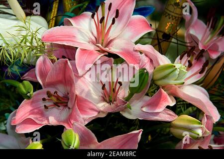 Rosa Stargazer Lilie Blumen Stockfoto