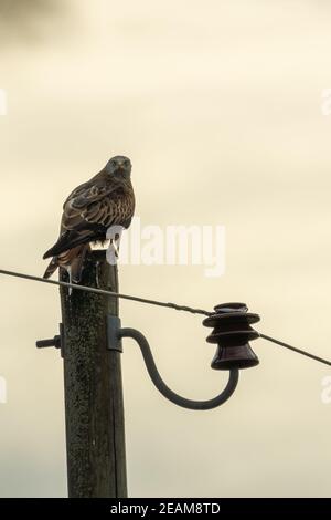 Roter Drachen auf einem Mast Stockfoto