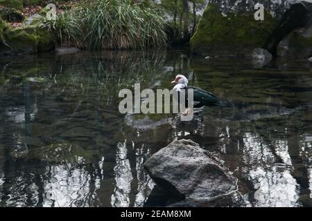 Einsame moskauer Ente steht auf einem Stein in der Mitte Von einem Herbstteich in einem Landschaftspark auf einem wolkiger Tag Stockfoto