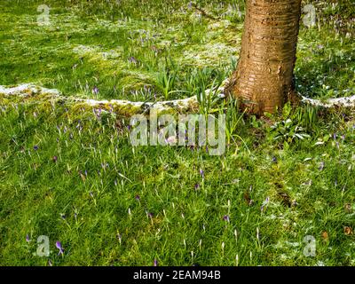 Winterblumen im Schnee, Caversham, Reading, Berkshire, England, Großbritannien, GB. Stockfoto