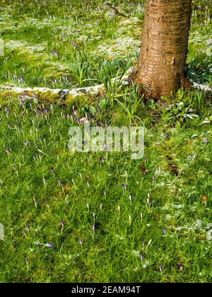 Winterblumen im Schnee, Caversham, Reading, Berkshire, England, Großbritannien, GB. Stockfoto