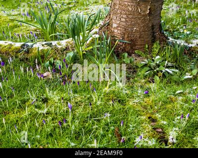 Winterblumen im Schnee, Caversham, Reading, Berkshire, England, Großbritannien, GB. Stockfoto