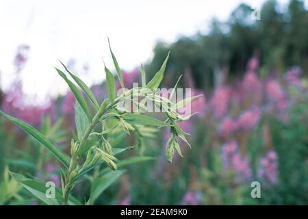 Wachsende Pflanze Blooming Sally, wilde Heilkräutertee der Weidenpflanze oder Epilobium. Weide-Kraut, Heilpflanze, Kräuterkunde, Sprossen von Ivan Tee Stockfoto