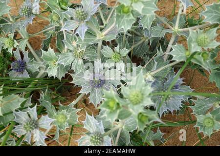 Blaue Distel am Murder Hole Beach Boyeghether Bay Stockfoto