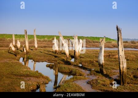 Alte Holzpfosten in Sumpfland, Thornham Salzwiesen, North Norfolk Coast, England, Großbritannien Stockfoto