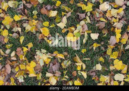 Bunte Herbstblätter auf einer grünen Wiese Stockfoto