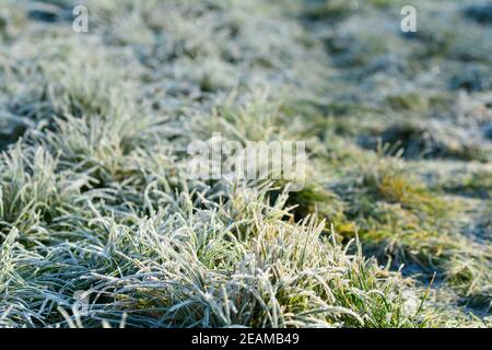 Grünes Gras mit Reif an einem kalten Wintertag Bei Sonnenlicht Stockfoto