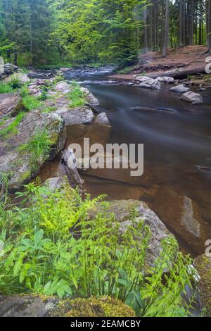 Divoka Orlice Fluss im Naturschutzgebiet Zemska brana, Orlicke Gebirge, Ostböhmen, Tschechische Republik Stockfoto