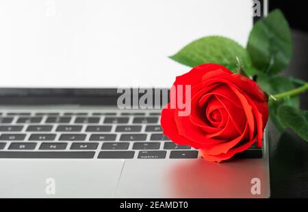 Rote Rose und der Laptop an Deck Stockfoto