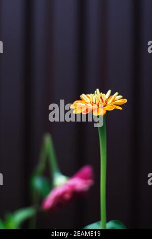 Symbol für gebrochenes Herz. Zwei rosa und orange Zinnia Blüten. Die Zinnienblüte ist gebrochen. Verschwommener Vordergrund. Eine Metapher für die Trennung und unerwiderte Liebe Stockfoto