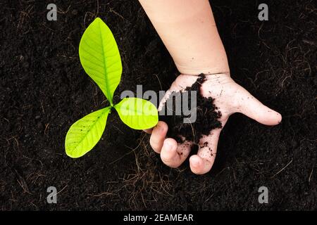 Kleiner Sämling junger Baum in schwarzem Boden auf Kinderhände Stockfoto