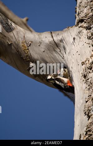 Weiblicher Buntspecht, der sein Küken am Eingang des Nestes füttert. Stockfoto