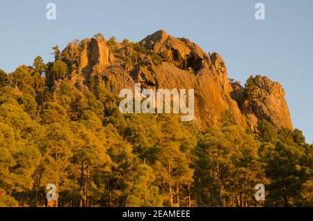 Morro de Pajonales und Wald der Kanarischen Insel Pinien. Stockfoto