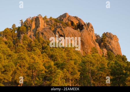 Morro de Pajonales und Wald der Kanarischen Insel Pinien. Stockfoto