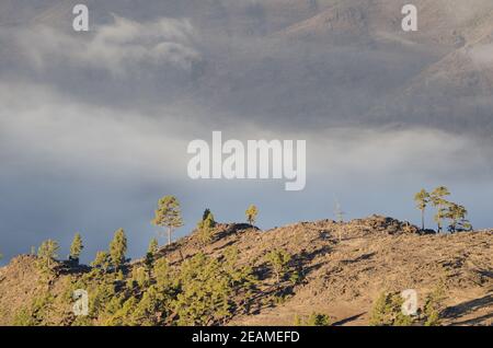 Landschaft im Integralen Naturreservat von Inagua. Stockfoto