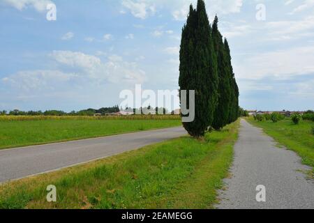 Ein unmarkierter Radweg im ländlichen Friaul-Julisch Venetien, Nordostitalien, in der Nähe von Cividale del Friuli. Ganz links und Gra ist ein Maisfeld zu sehen Stockfoto