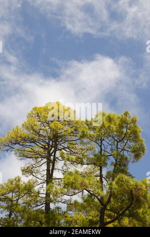 Wald der Kanarischen Insel Kiefer Pinus canariensis. Stockfoto