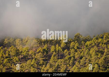 Wald der Kanarischen Insel Kiefer im Nebel. Stockfoto