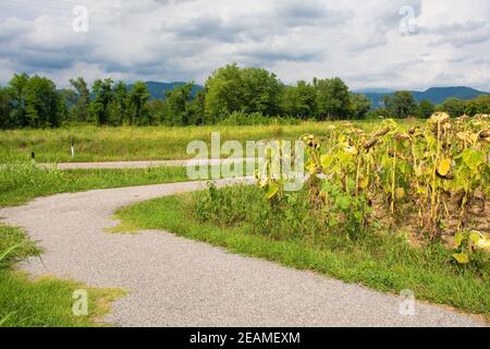 Ein Feld von trocknenden Sonnenblumen im August in Friaul-Julisch Venetien, Nordostitalien neben einem Radweg Stockfoto