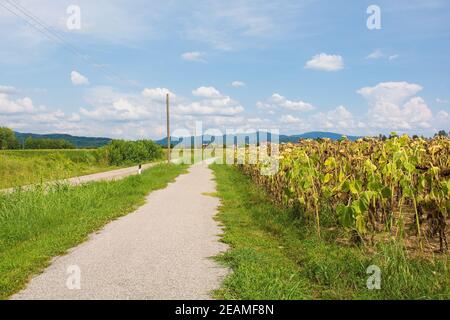 Ein Feld von trocknenden Sonnenblumen im August in Friaul-Julisch Venetien, Nordostitalien neben einem Radweg Stockfoto