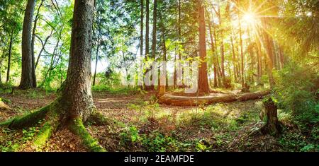 Tanne Holz in den frühen Morgenstunden mit schönen Sonnenlicht Stockfoto