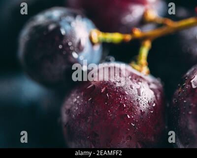 Dunkle Traube mit Wassertropfen aus der Nähe Stockfoto