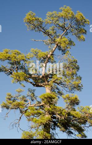 Kanarische Kiefer im Integral Natural Reserve von Inagua. Stockfoto