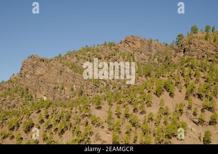 Klippe und Wald der Kanarischen Insel Kiefer. Stockfoto