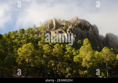 Morro de Pajonales und Wald der Kanarischen Insel Kiefer. Stockfoto