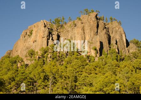 Morro de Pajonales und Wald der Kanarischen Insel Kiefer. Stockfoto