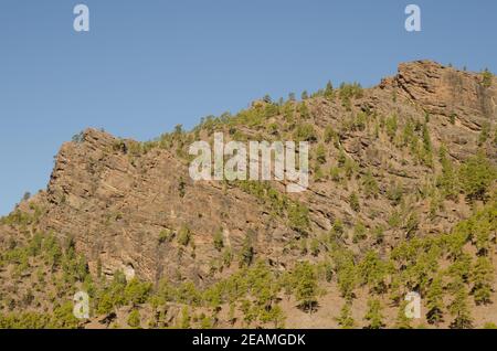 Klippe und Wald der Kanarischen Insel Kiefer. Stockfoto