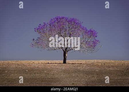 Einsamer Jacaranda Baum auf den Hügeln in Boonah. Stockfoto