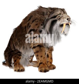 3D-Rendering sabertooth Tiger auf Weiß Stockfoto