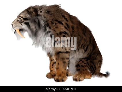 3D-Rendering sabertooth Tiger auf Weiß Stockfoto