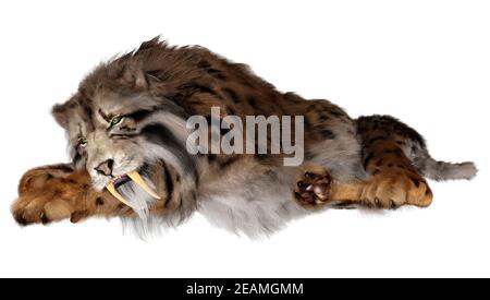 3D-Rendering sabertooth Tiger auf Weiß Stockfoto