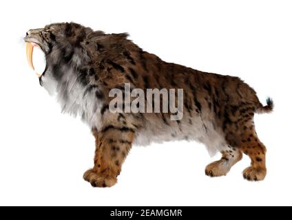 3D-Rendering sabertooth Tiger auf Weiß Stockfoto