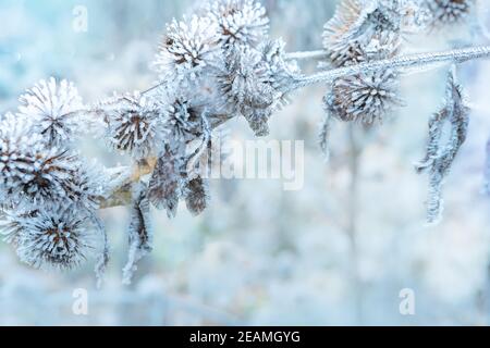 Die Pflanze bedeckt mit Frost. Trockene dornige Klette im Winter auf einem verschwommenen Hintergrund. Thistle, Bur, Klette, Dorn, Arctium. Winter natürlicher Hintergrund Stockfoto