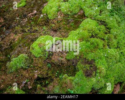 Farn und Moos und kleine Pflanze wachsen auf Felsen Stockfoto