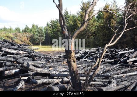Brandstiftung am Waldrand Stockfoto