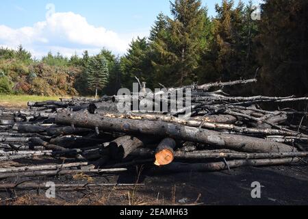 Brandstiftung am Waldrand Stockfoto