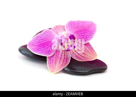Zen Basaltsteine und Orchid Isolated On White Stockfoto