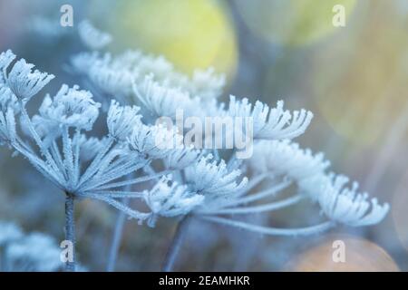 Die Pflanze bedeckt mit Schnee und Frost. Angelica Blumen bedeckt mit Eis und Schnee in einem Wald. Gefrorene, getrocknete Pflanze auf dem Feld. Winterhintergrund Stockfoto