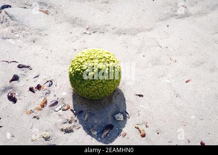 Adams Apfel am Meer. Stockfoto