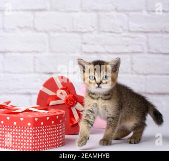 Niedliches Kätzchen Schottische goldene Chinchilla gerade brüten auf einem weißen Hintergrund und Schachteln mit Geschenken Stockfoto