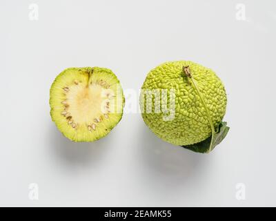 Grüne Frucht von Maclura, osage Orange Stockfoto